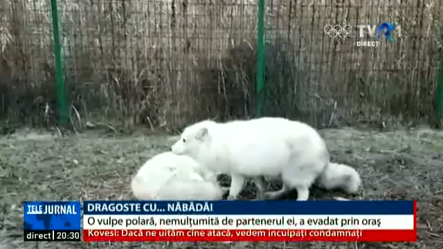 O vulpe polară, liberă pe străzile din Constanța