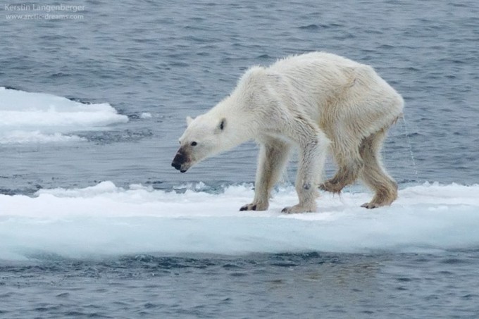 Care ar fi adevărul din spatele imaginilor cu ursul polar despre care s-a spus că a murit de foame