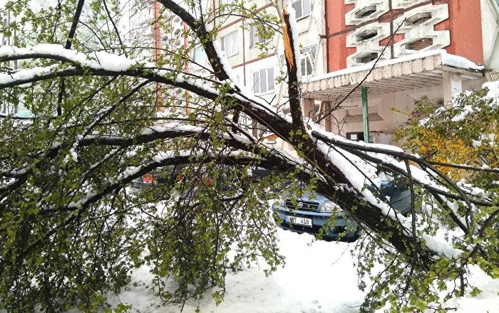Copacii s-au prăbușit peste 25 de case din Chișinău