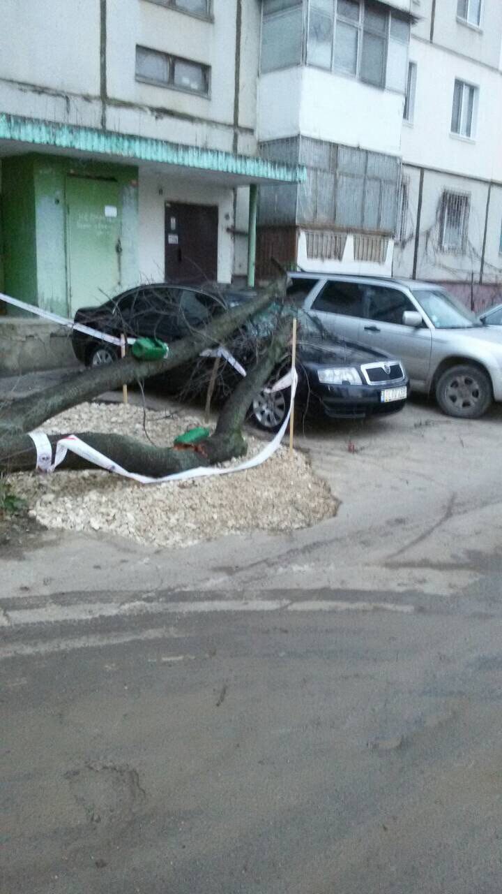 Ghinion pentru un bărbat din Capitală, și-a găsit mașina avariată, după ce a căzut un copac peste ea
