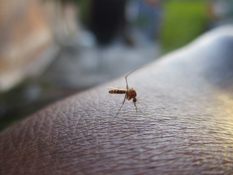 Primul deces cauzat de virusul West Nile. 23 de cazuri de infecție n sezonul 2018